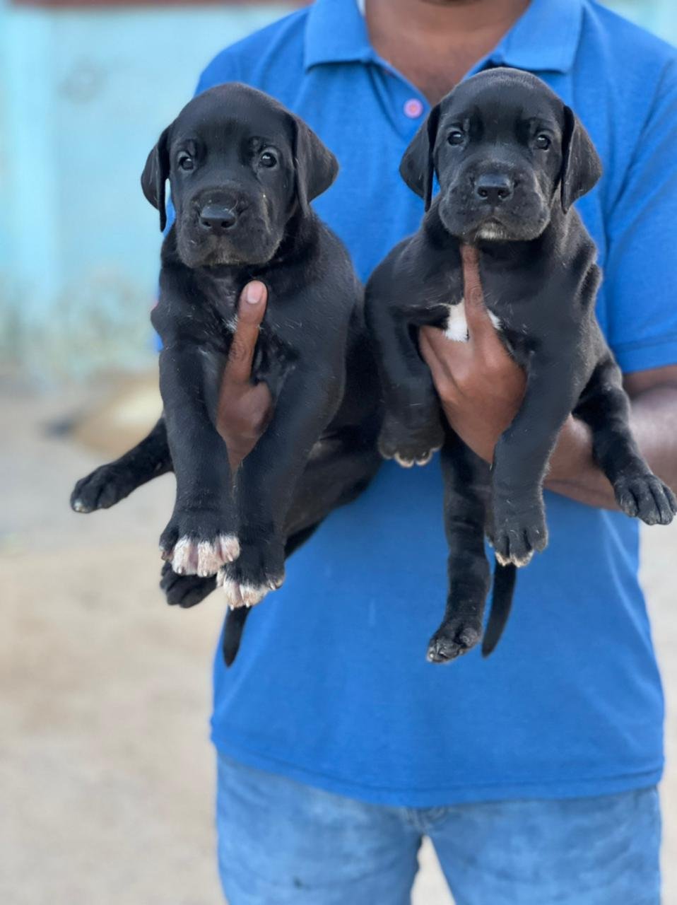 Buy Vaccinated  Great Dane Puppy from Vizag
